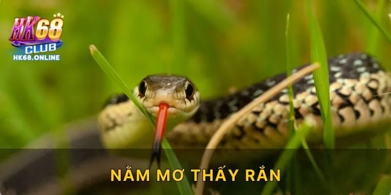 Nằm mơ thấy rắn